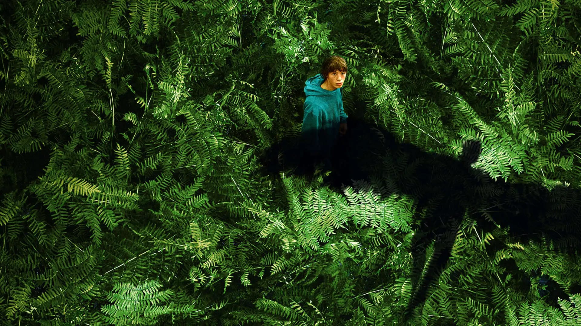 پادشاهی حیوانات