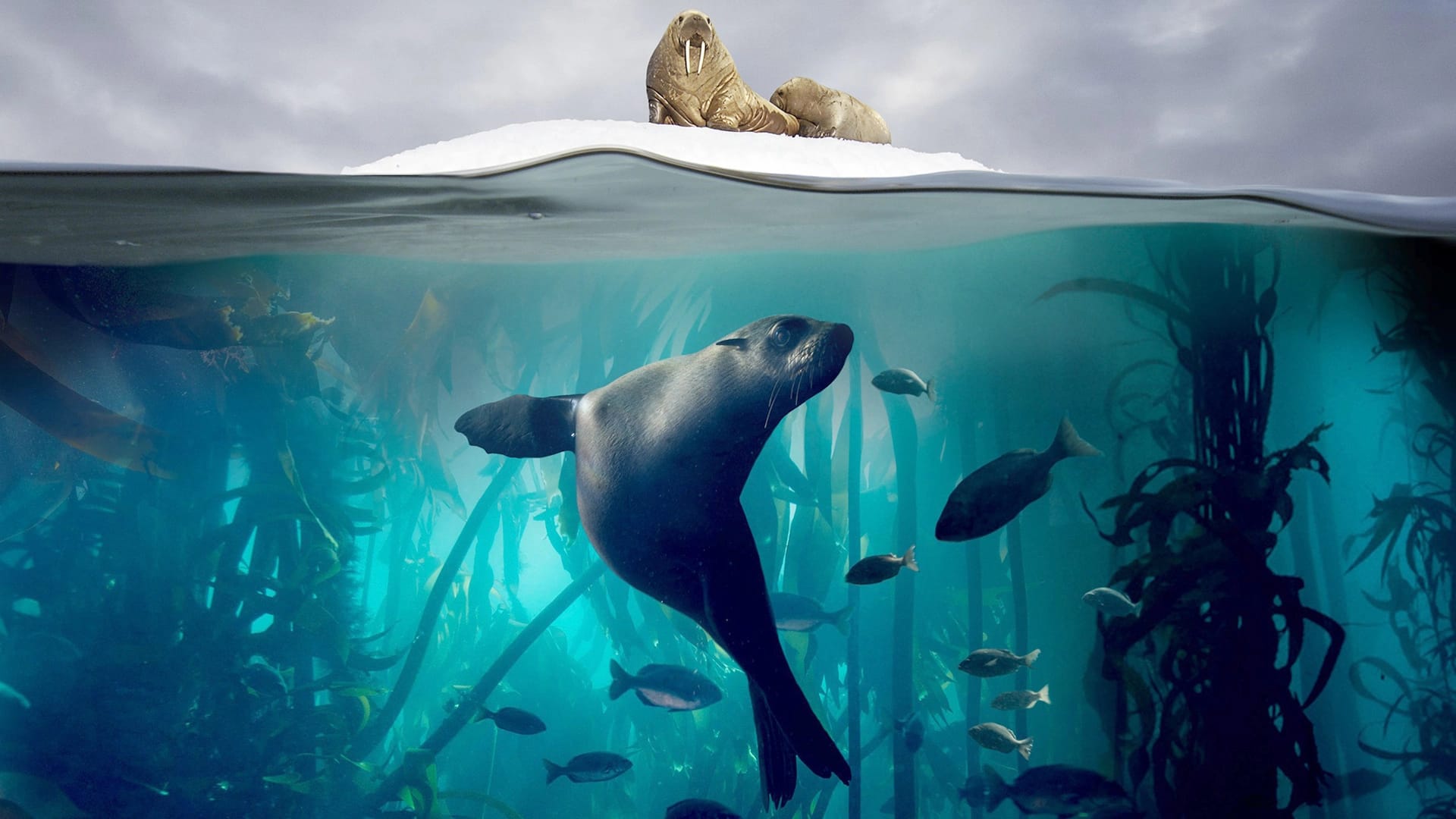 سیاره آبی دوم